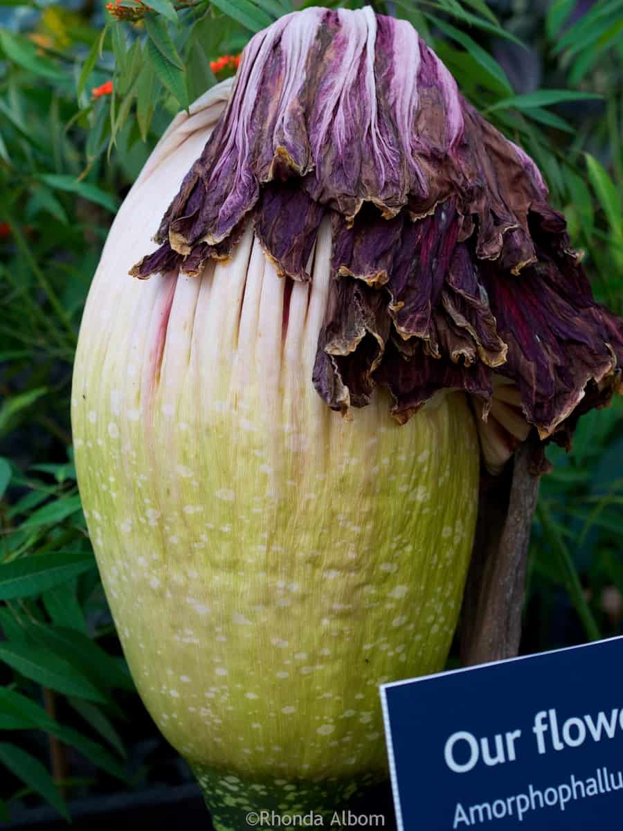Domain Wintergardens: Natural Beauty in Auckland NZ's Oldest Park 2 Corpse Flower after it bloomed and retreated