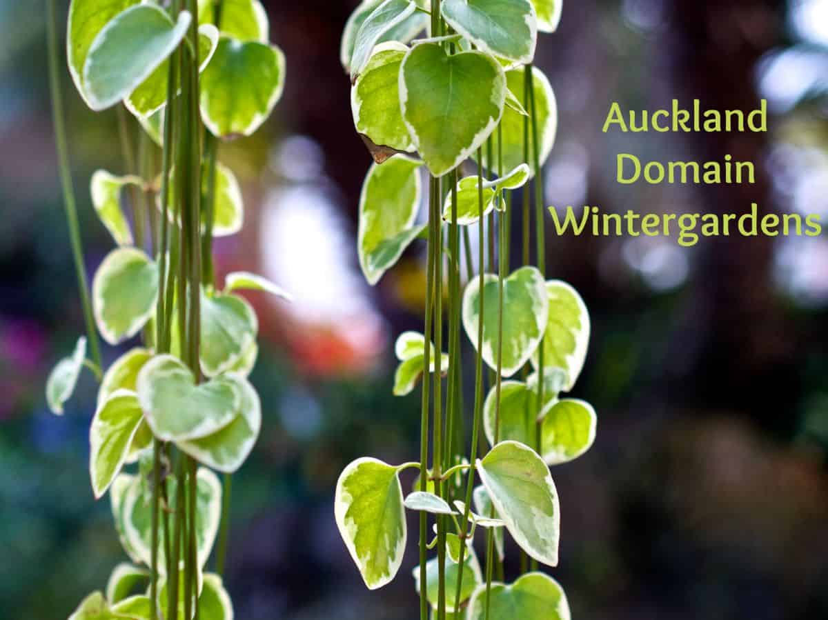 Auckland Domain Wintergardens, Auckland, New Zealand