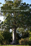 McKinney Kauri in Parry Kauri Park, Warkworth, New Zealand
