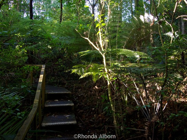 Things to Do in Warkworth: Parry Kauri Park, Sheepworld and More 6 The boardwalk runs throughout Parry Kauri Park, Warkworth, New Zealand