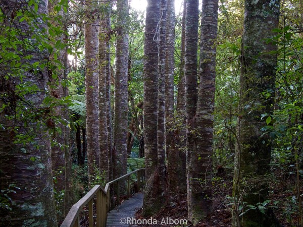 Kauri trees along the board walk in Parry Kauri Park, Warkworth, New Zealand