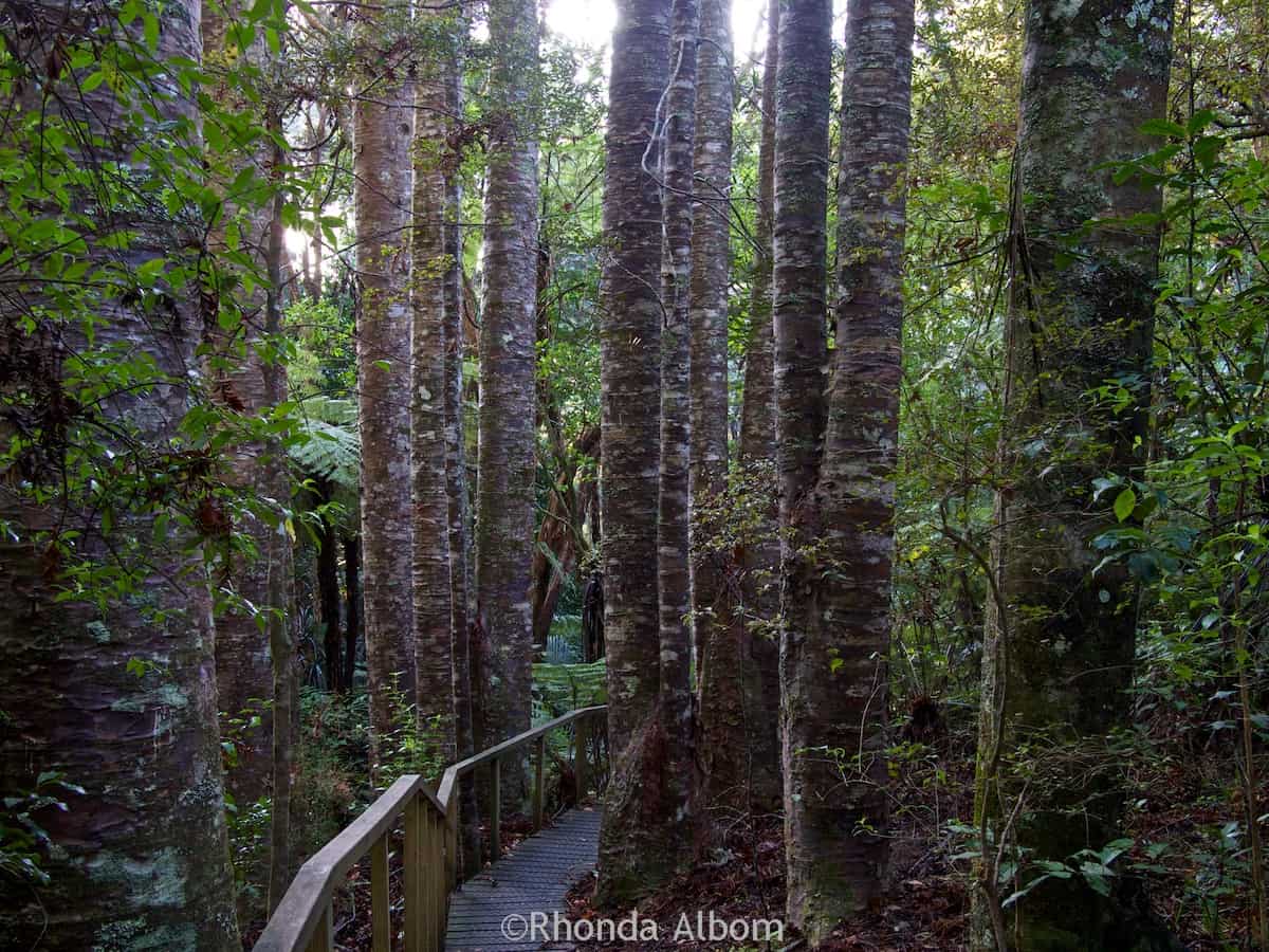 Seeing the kauri trees along the path in Parry Kauri Park is one of the interesting things to do in Warkworth, New Zealand