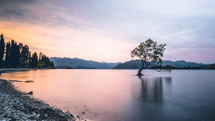 Wanaka Tree New Zealand timothy chan fl2dfhIFAkI unsplash