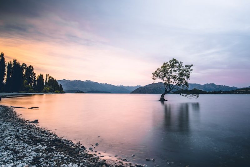 Photographing the Wanaka tree is one of the most popular things to do in Wanaka New Zealand