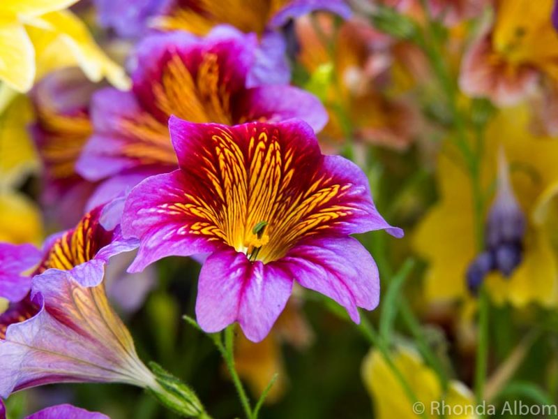 Domain Wintergardens: Natural Beauty in Auckland NZ's Oldest Park 3 Salpiglossis from their Royale mix series at Wintergardens in Auckland New Zealand