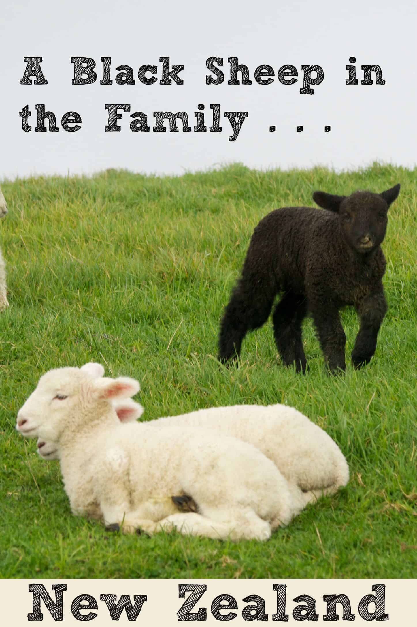 A Black Sheep in the Family Baby Lambs in Shakespear Park