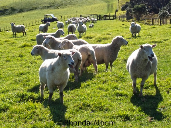 Mama sheep waiting for their lambs as docking is in progress.