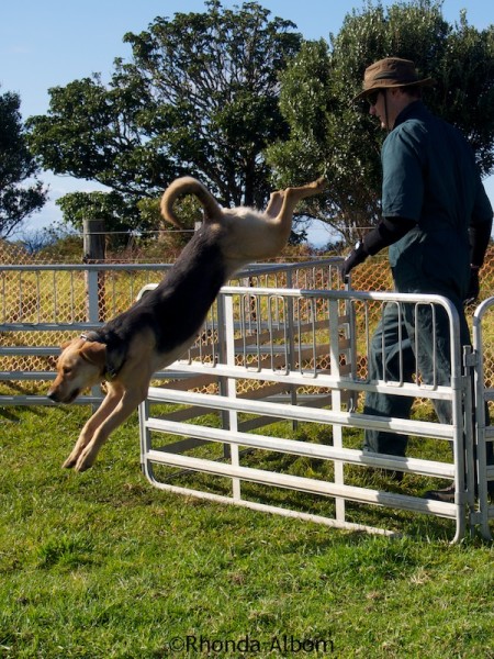 Working dog leaping over a fence.