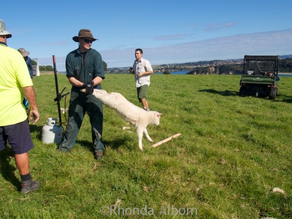 Ranger removing a lamb from the docking cradle in Shakespear Park New Zealand