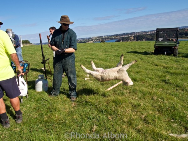 Ranger removing a lamb from the docking cradle in Shakespear Park New Zealand