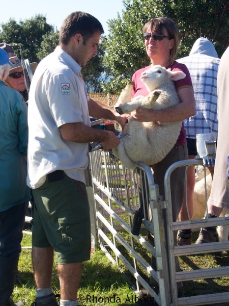 Lamb Docking Photos 1 Castration of the a male lamb in New Zealand