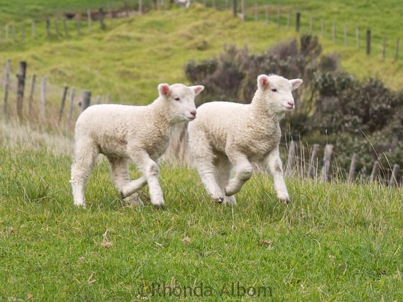 Photos of Frolicking Adorable Baby Lambs Albom Adventures