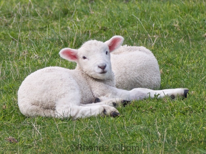 Springtime in New Zealand Baby Lambs in Shakespear Park