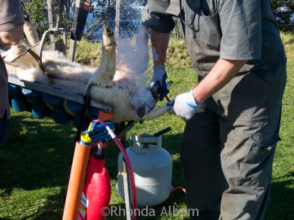 Lamb Docking Photos 4 Docking a lamb with a cautarizing iron in New Zealand
