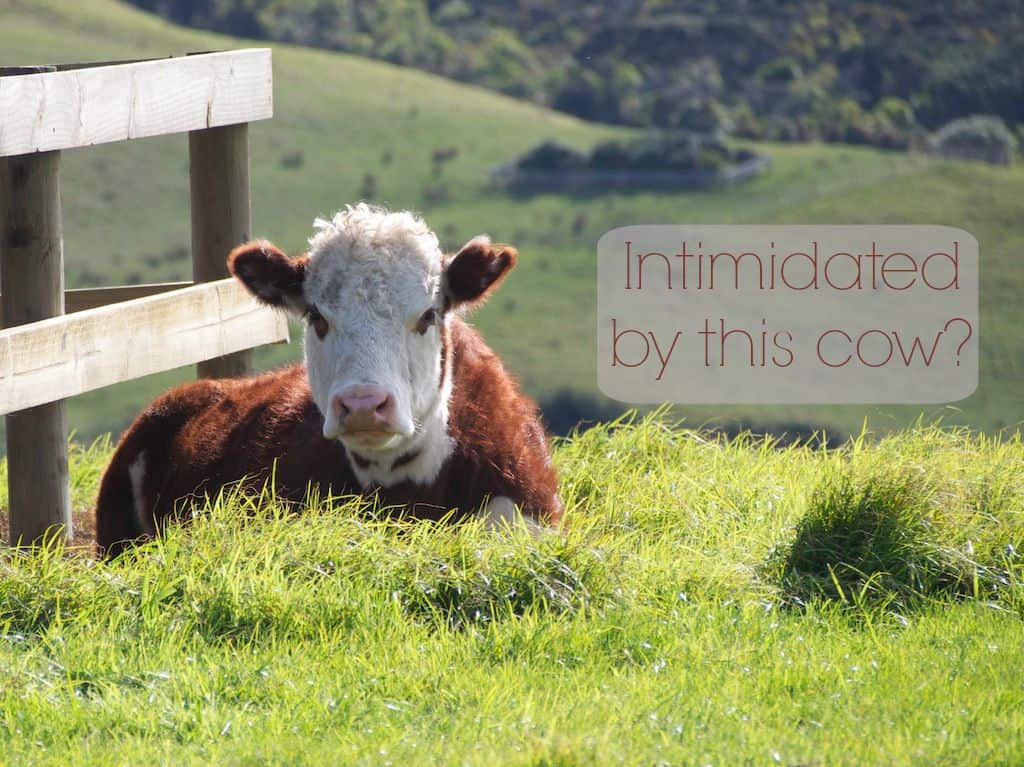 Can Touching An Electric Fence Kill You