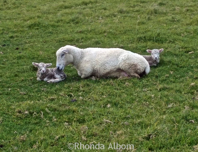Adorable Baby Lambs: Why I love Springtime in New Zealand 13 New born lambs in a field in Shakespear Park, Auckland New Zealand