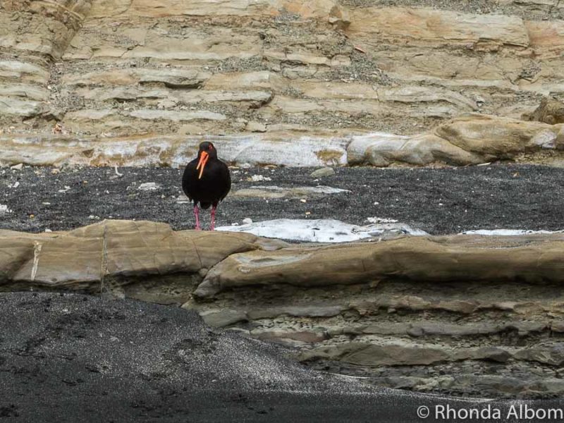 Wondering Why It's Called Pink Beach? (Auckland, New Zealand) 12 Oyster Catcher spotted on Pink Beach NZ in Shakespear Park