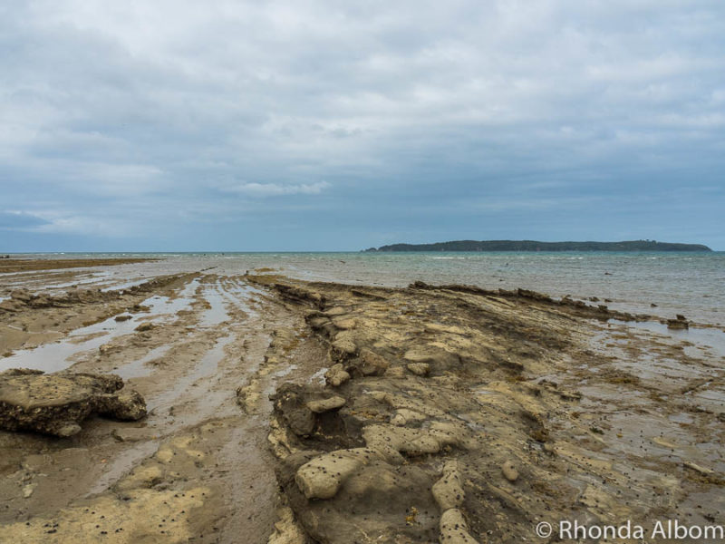 Wondering Why It's Called Pink Beach? (Auckland, New Zealand) 7 Looking out to sea on Pink Beach in Shakespear Park Auckland New Zealand