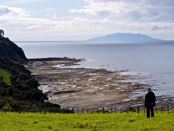 Overlooking Pink Beach at low tide in Shakespear Park, Auckland New Zealand