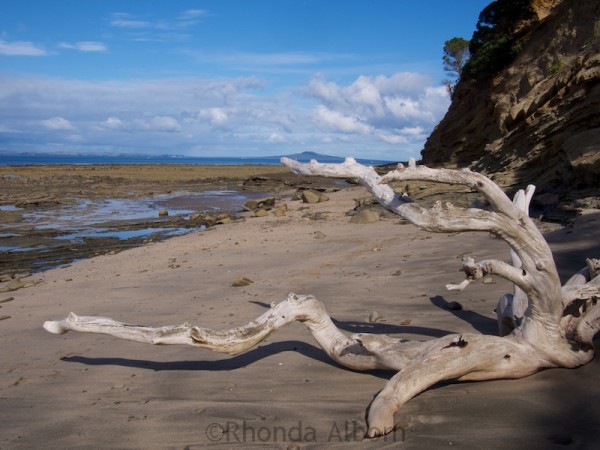 Pink Beach in Shakespear Park Auckland New Zealand