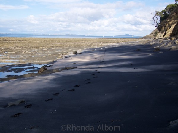 Pink Beach in Shakespear Park Auckland New Zealand