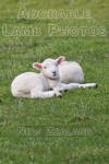 Adorable baby lambs resting in a field in Shakespear Park, Auckland New Zealand