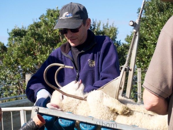 Lamb Docking Photos 3 Clipping a lamb's ears to mark it's age in New Zealand