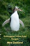 Endangered yellow-eyed penguins on the South Island of New Zealand. Read the article for more photos and information