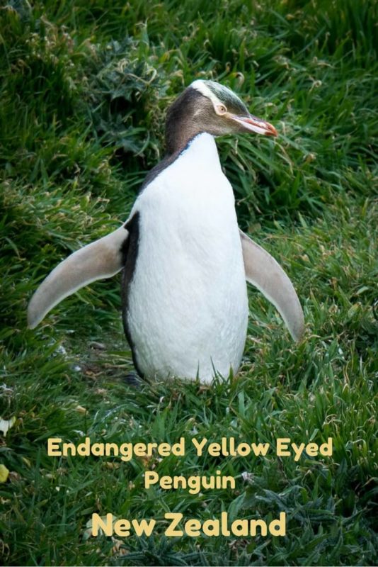 Rare Yellow-Eyed Penguins at Katiki Point Lighthouse in NZ 15 Endangered yellow-eyed penguins on the South Island of New Zealand. Read the article for more photos and information
