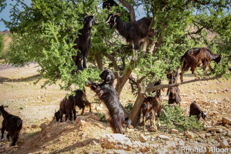 Morocco Road Trip: Discover Marrakech to Sahara Desert Majesty 3 Goats in trees seen during a Morocco road trip