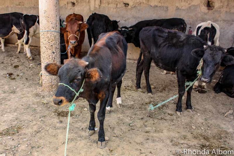 Morocco Road Trip: Discover Marrakech to Sahara Desert Majesty 11 Livestock market in Rissani Morocco