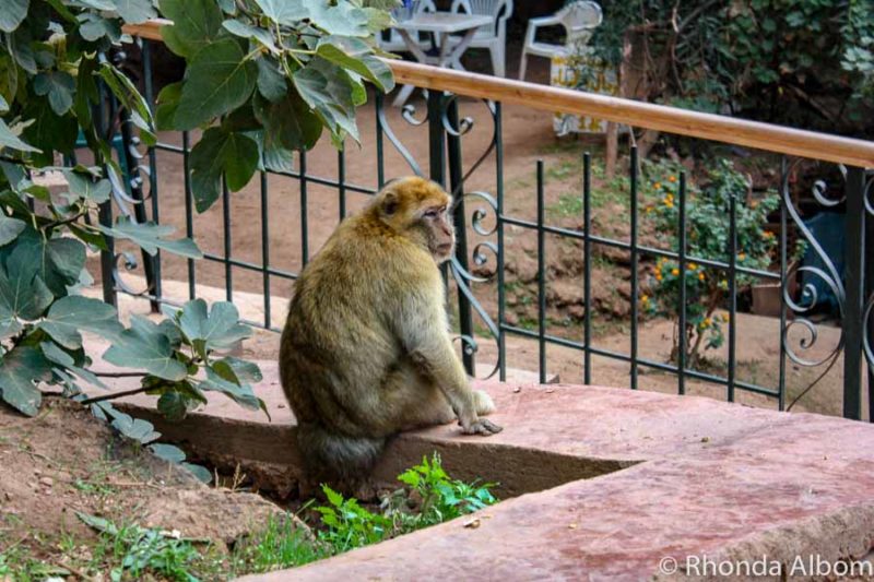 Morocco Road Trip: Discover Marrakech to Sahara Desert Majesty 20 Barbary Macaque at Cascade D’Ouzoud in Morocco