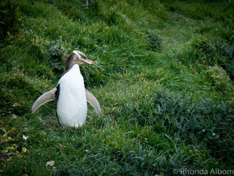 Yellow-eyed penguin at Katiki Lighthouse in New Zealand