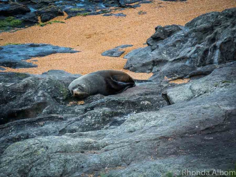 Rare Yellow-Eyed Penguins at Katiki Point Lighthouse in NZ 9 Fur seal pup on Katiki Beach in New Zealand