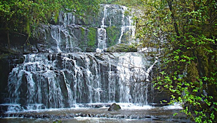 catlins rain forest 247