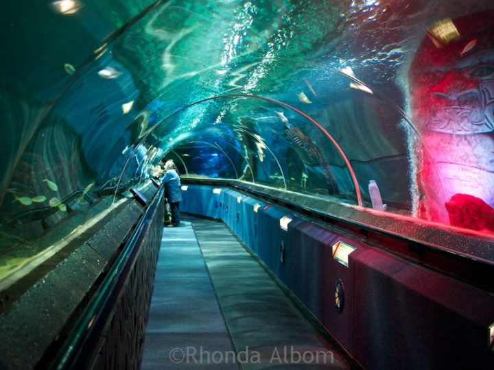40 Rainy Day Indoor Activities in Auckland New Zealand