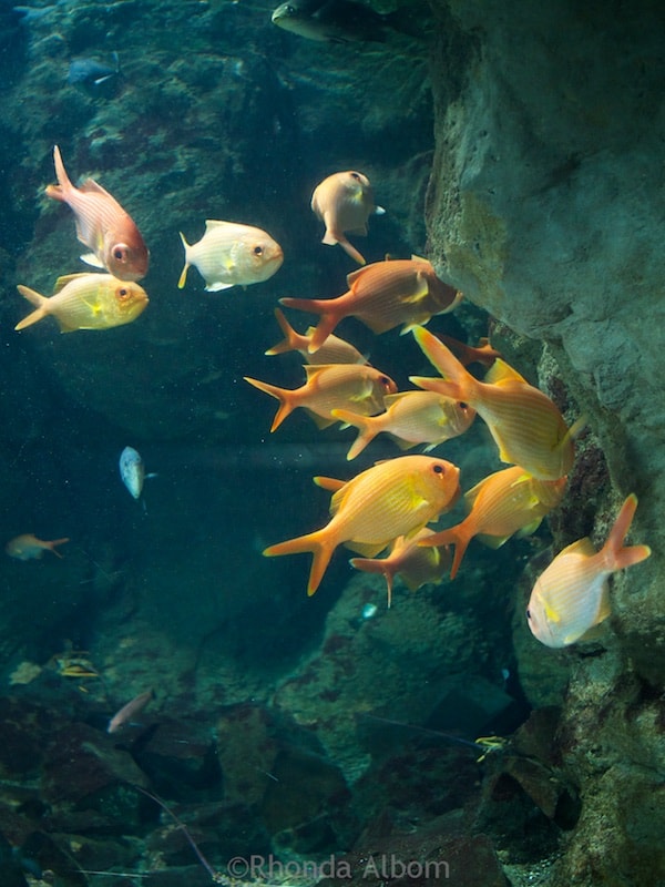 Kelly Tarlton's Sea Life Aquarium: Not Just for Kids: Adults Love It Too 9 Fish Gallery at Kelly Tarlton's Sea Life Aquarium in Auckland New Zealand