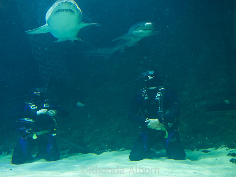 Kelly Tarlton's Sea Life Aquarium: Not Just for Kids: Adults Love It Too 5 Sharks swimming over the head of divers in a large Aquarium