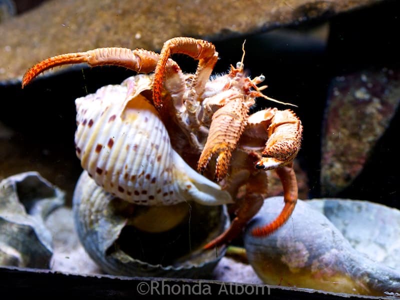 Kelly Tarlton's Sea Life Aquarium: Not Just for Kids: Adults Love It Too 10 Crab at Kelly Tarlton's Sea Life Aquarium in Auckland New Zealand