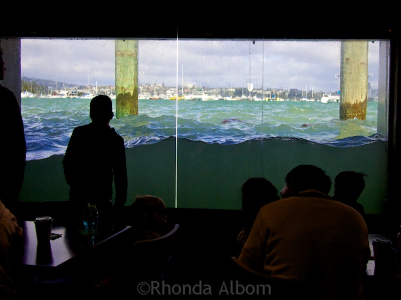 Kelly Tarlton's Sea Life Aquarium: Not Just for Kids: Adults Love It Too 8 Ocean splashing up against the glass