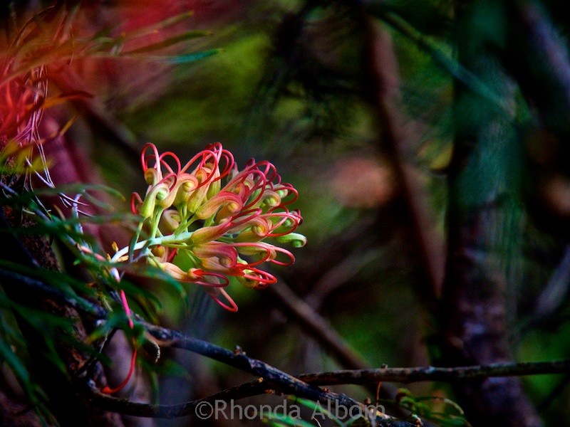 Royal Botanic Gardens of Sydney Australia