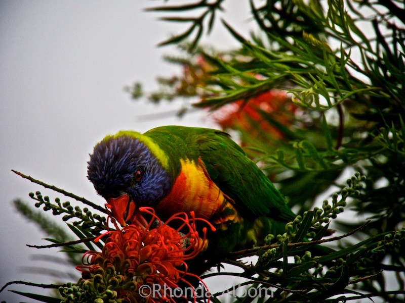 Rainbow Lorikeet in Sydney's Botanic Gardens Australia
