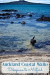 Takapuna to Milford Coastal Walk in Auckland New Zealand