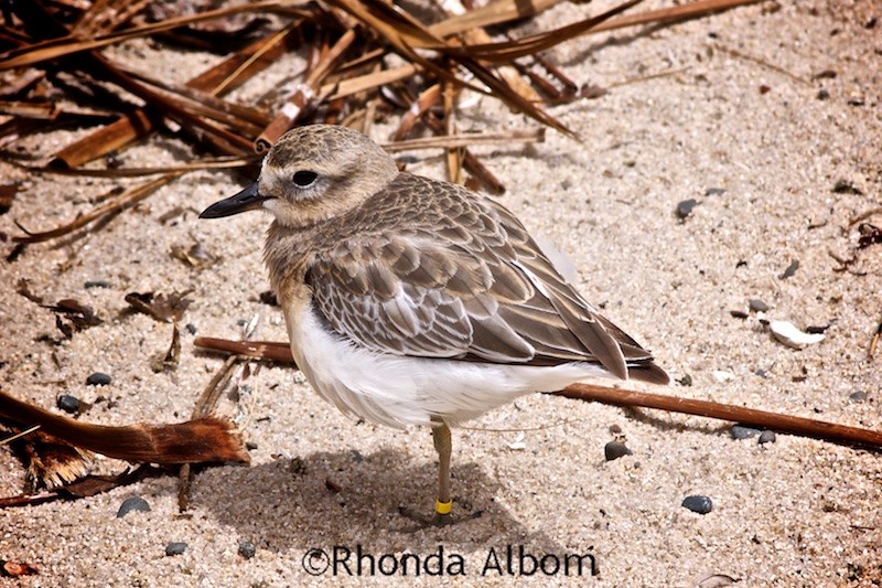 Eco-friendly Auckland Zoo Animals and Conservation Success 7 Endangered New Zealand Dotterel in a New Zealand Zoo