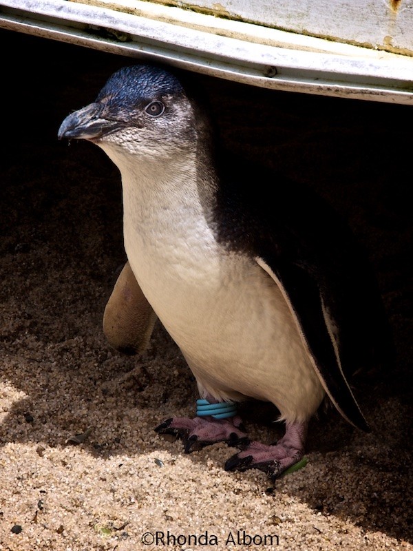 Little Blue Penguin in New Zealand