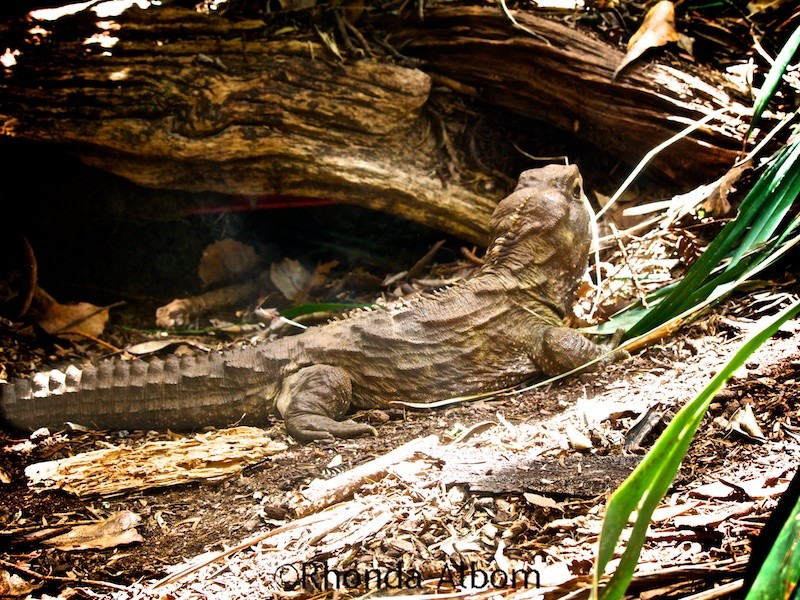 Tuatara at the Auckland Zoo in New Zealand