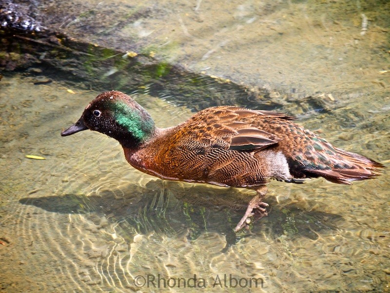 The endangered Campbell Island Teal is endemic to New Zealand