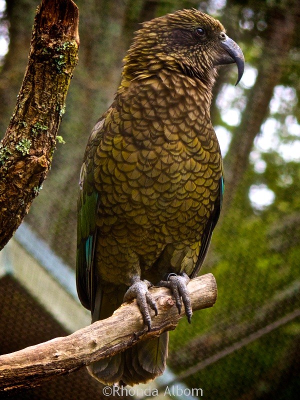Kea is the world's only mountain parrot in New Zealand