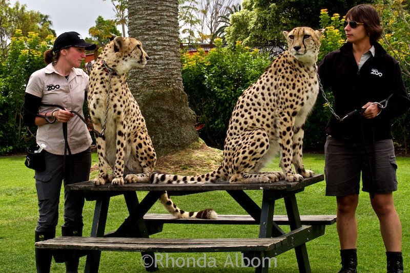 Cheetah are walked daily at the Auckland Zoo in New Zealand