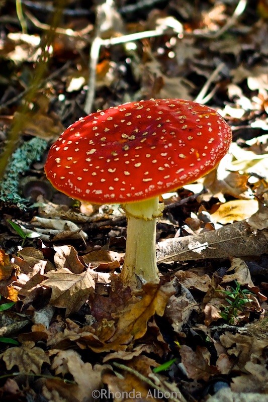 colorful Fly Argaic, a toadstool found in Auckland New Zealand